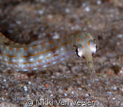 Schultz's pipefish taken at Marsa Bareika with E300 and 1... by Nikki Van Veelen 